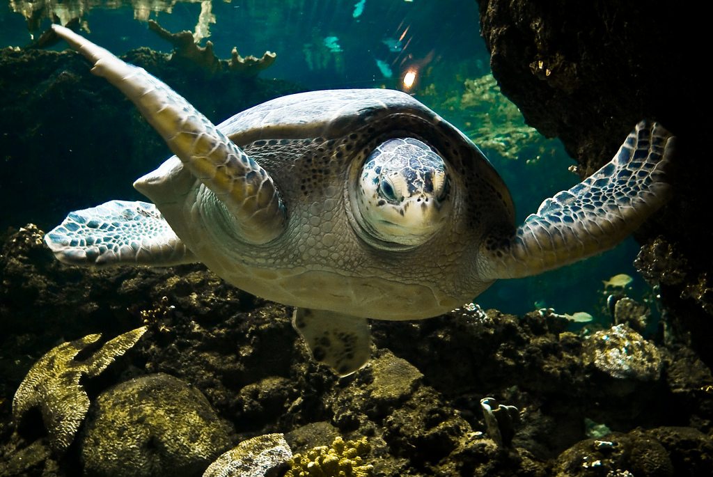 Discover the Fantastic Aquarium of Genoa