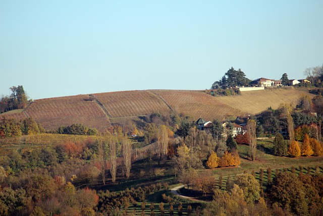 The Five Best Wineries In Barolo
